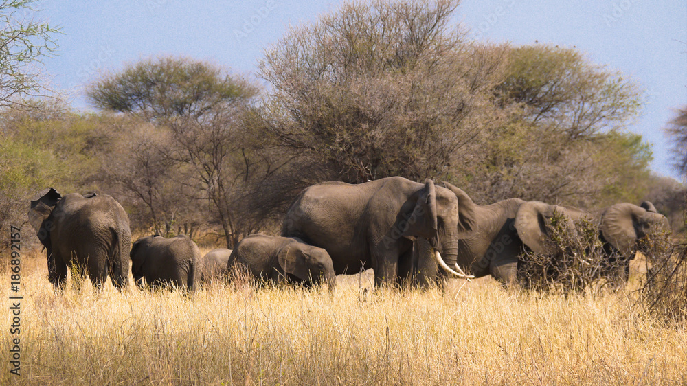 Elephant Herd in Tarangire National Park, Tanzania Elephant Herd in Tarangire National Park, Tanzania