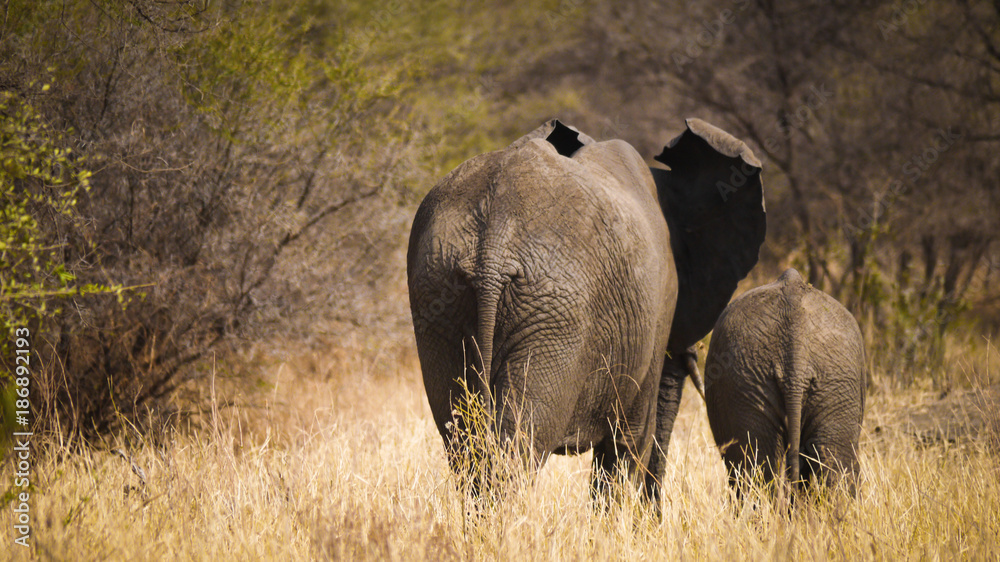 Fototapeta premium Elephant Herd in Tarangire National Park, Tanzania