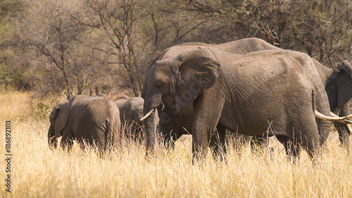 Elephant Herd in Tarangire National Park  Tanzania