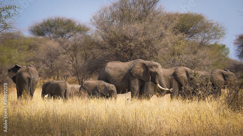 Elephant Herd in Tarangire National Park, Tanzania © Danniela