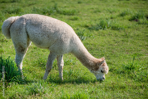 Young alpaca in farmland. Lama is eating grass. Green background © lainen
