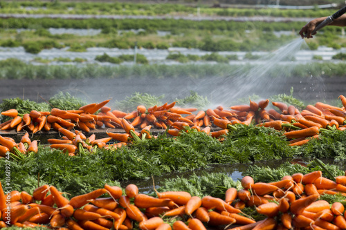 Fresh carrots from the farm