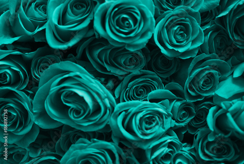 Background of a set of turquoise roses. Valentine's Day. photo