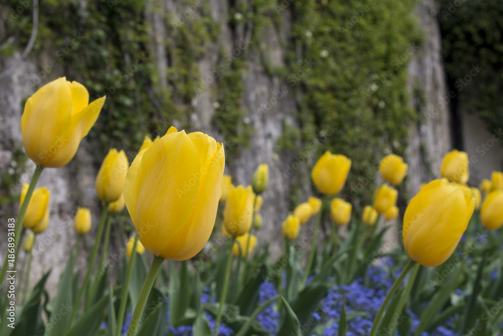 Obraz premium Yellow tulips