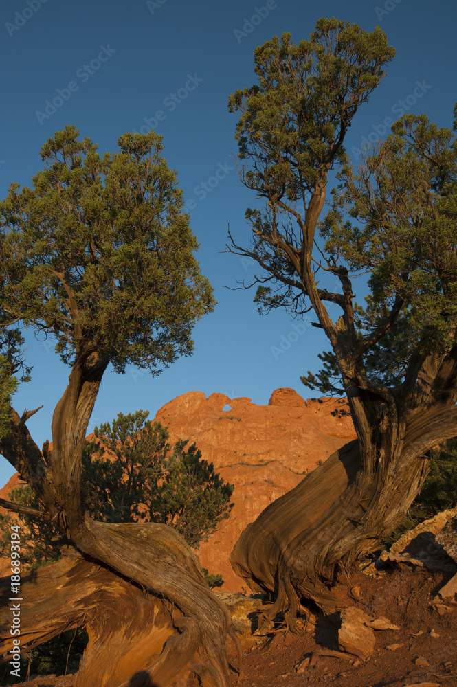Kissing Camels Portrait Kissing Camels Portrait