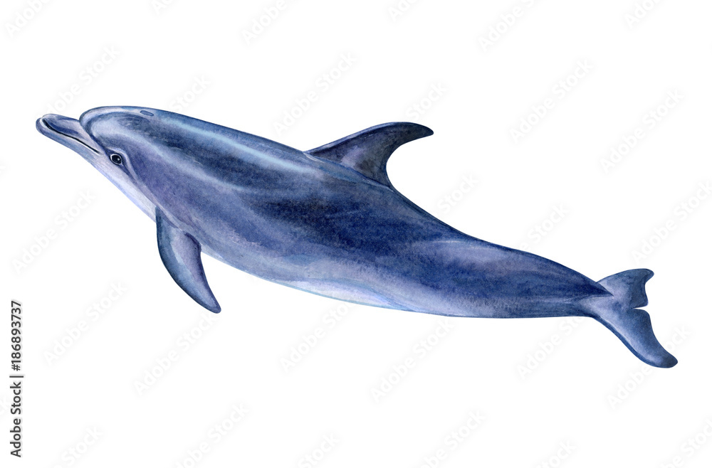 Obraz premium A dolphin realistic isolated on white background. Watercolor. Illustration. Template. Handmade
