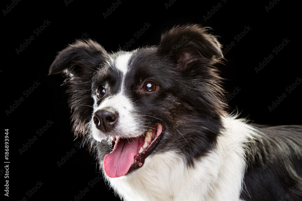 border collie on a black background