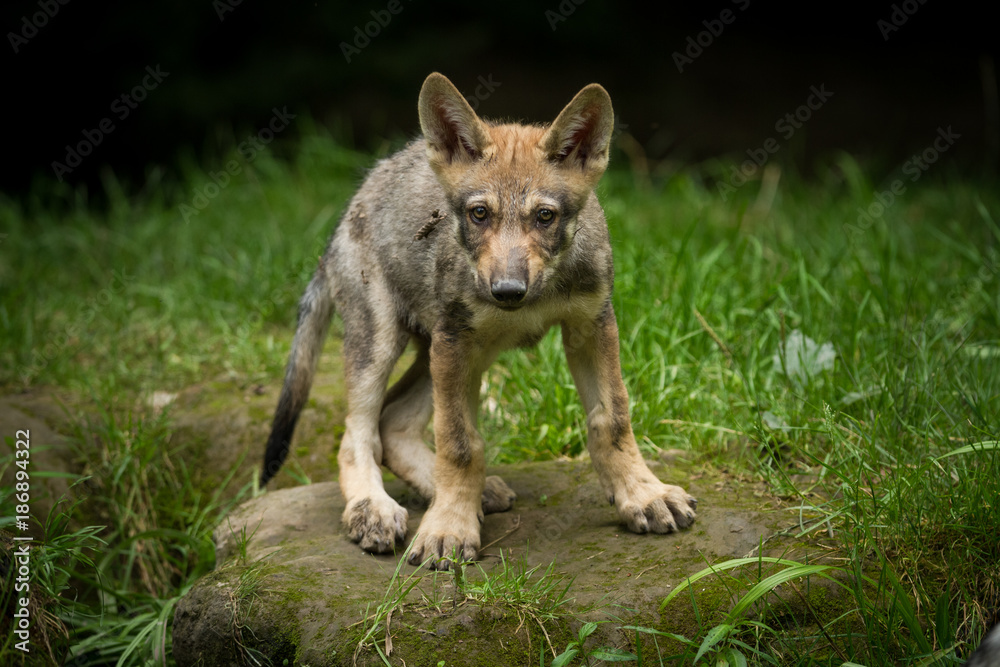 Fototapeta premium Grey Wolf