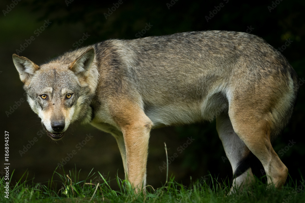 Grey Wolf