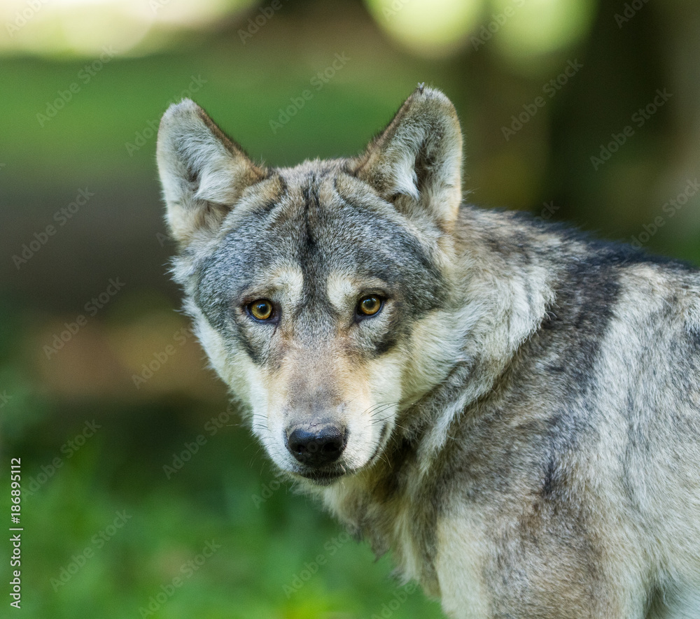 Fototapeta premium Grey Wolf