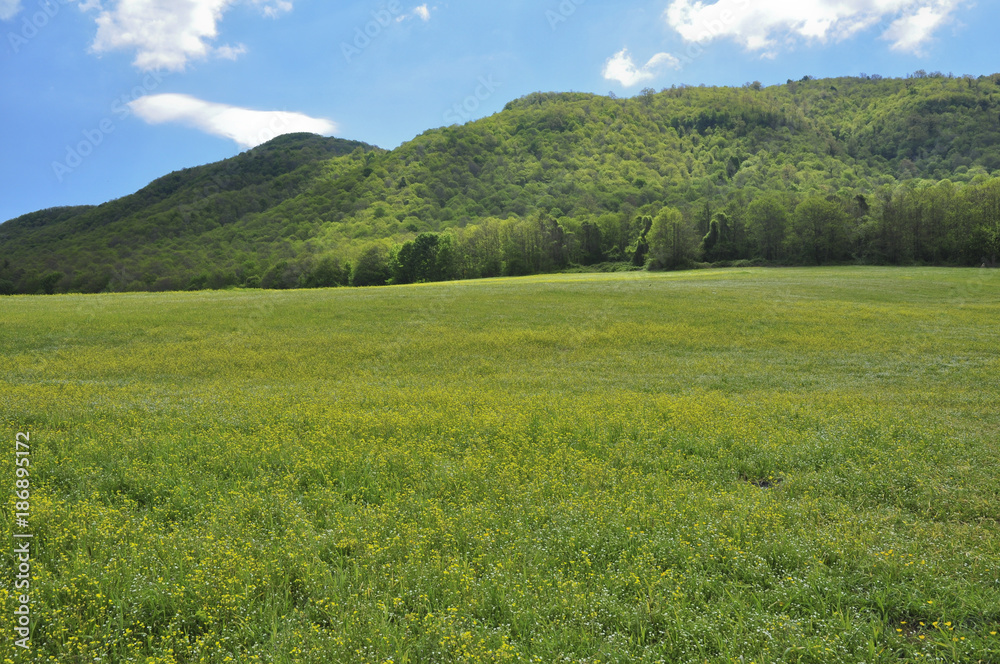 Prato primaverile con bosco e colline sullo sfondo. Pratoni del Vivaro, Castelli Romani, Lazio, Italia