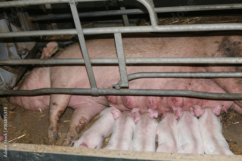 Newborn piglets suckling their mother at the pig factory
