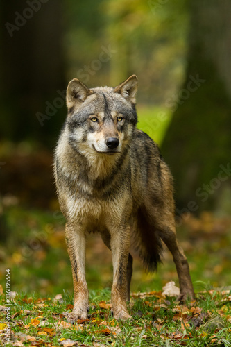 Fototapeta natura zwierzę śnieg las