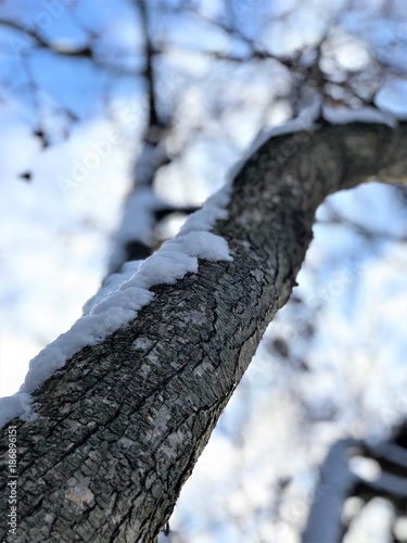 Snow branch