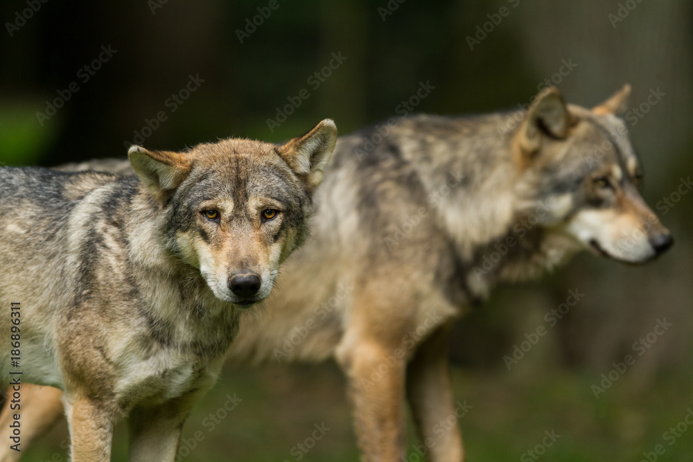 Obraz premium Grey Wolf