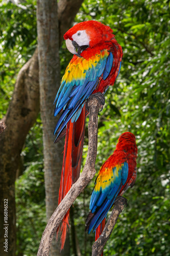Scarlet Macaw - Double © Bernie Duhamel