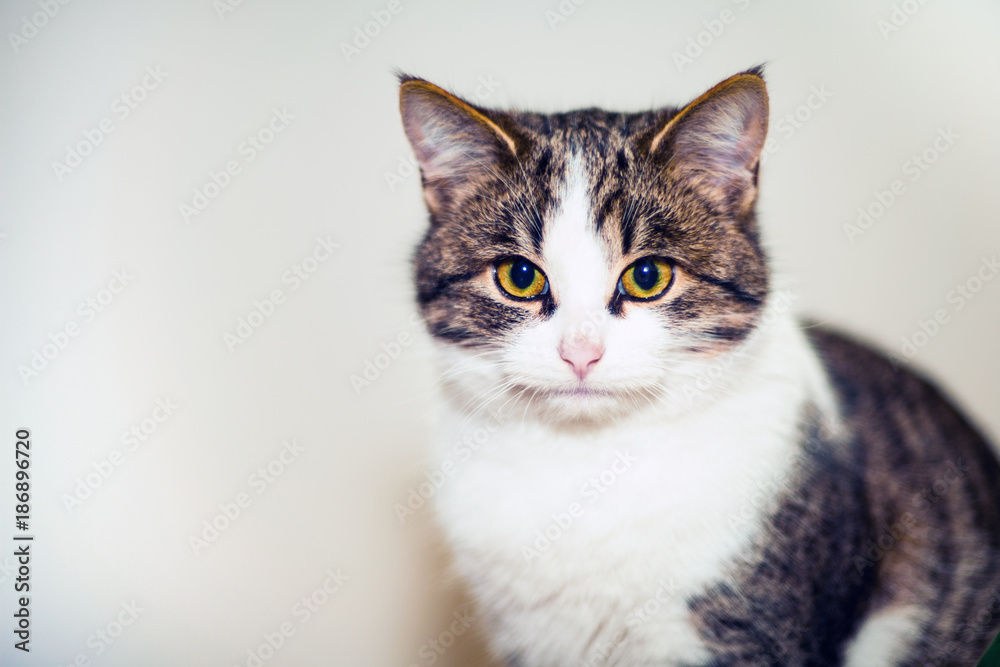 Portrait of a cat with golden eyes. Fluffy house cat.