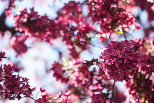 Pink Spring Crabapple Blossoms