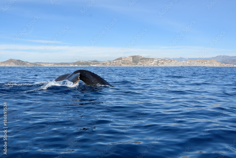 Fototapeta premium Tail of a diving humpback whale, with Cabo San Lucas in the background.
