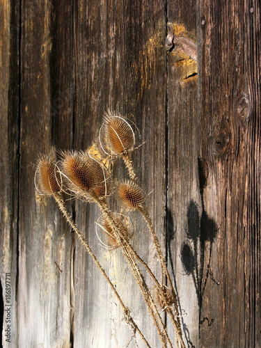 Getrocknete Pflanzen mit Stengel im Winter vor alter brauner Holzfassade einer Scheune bei Sonnenschein in Rudersau bei Rottenbuch im Pfaffenwinkel im Kreis Weilheim-Schongau in Oberbayern photo