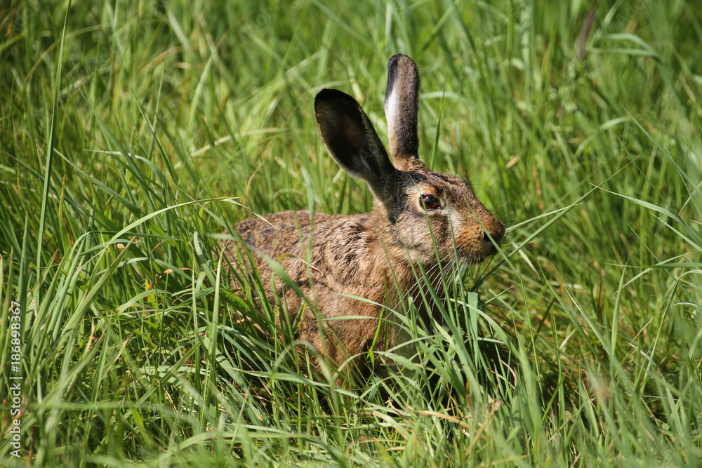 Fototapeta premium Hase im Gras