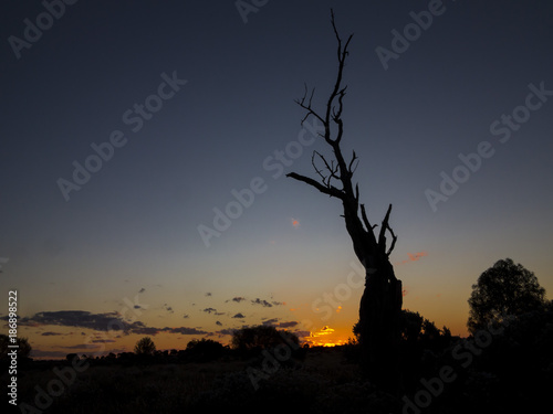Sunset in the Australian Outback. Nullarbor Plain AKA Nullarbor Desert  Western Australia  Australia