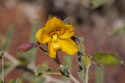 Butterfly Bush (Petalostylis cassioides)  Gibson Desert, Western Australia, Australia photo