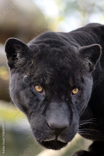 Portrait de jaguar noir