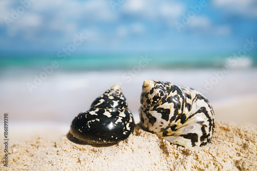 Fototapeta Naklejka Na Ścianę i Meble -  caribbean black shells on beach