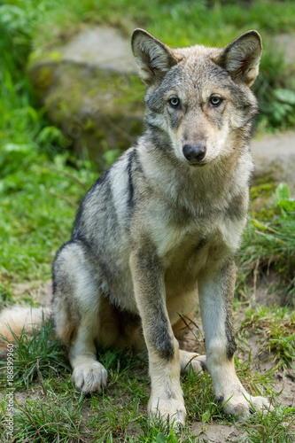 Grey Wolf