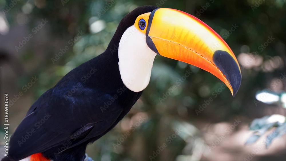 Exotic Toucan Bird In Natural Setting, Foz Do Iguacu, Brazil Exotic Toucan Bird In Natural Setting, Foz Do Iguacu, Brazil