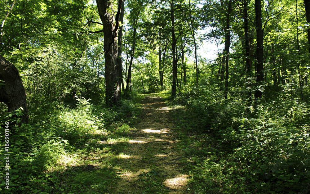 Obraz premium Green Path