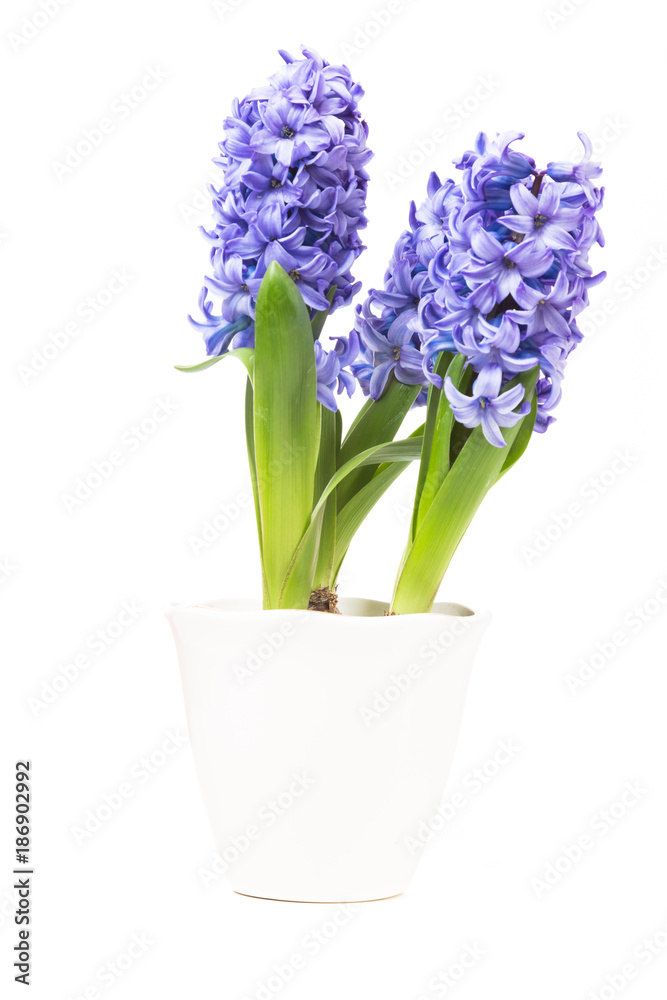 Hyacinth On White