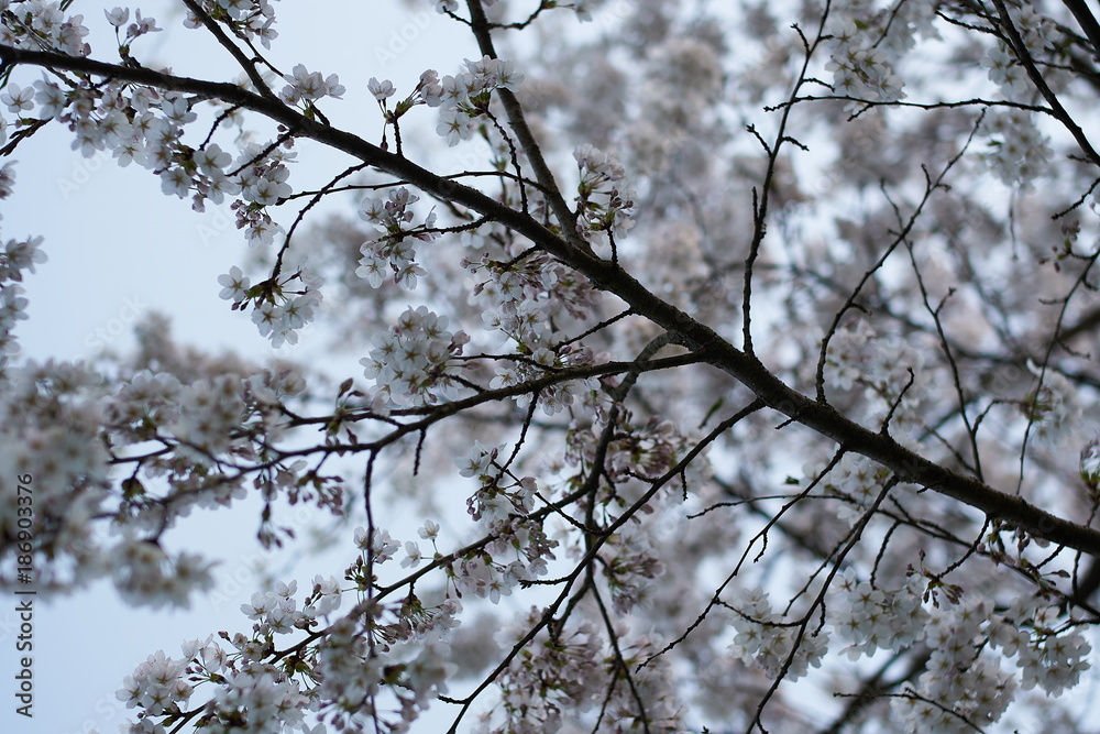 cherryblossoms iin munich near the alps cherryblossoms iin munich near the alps