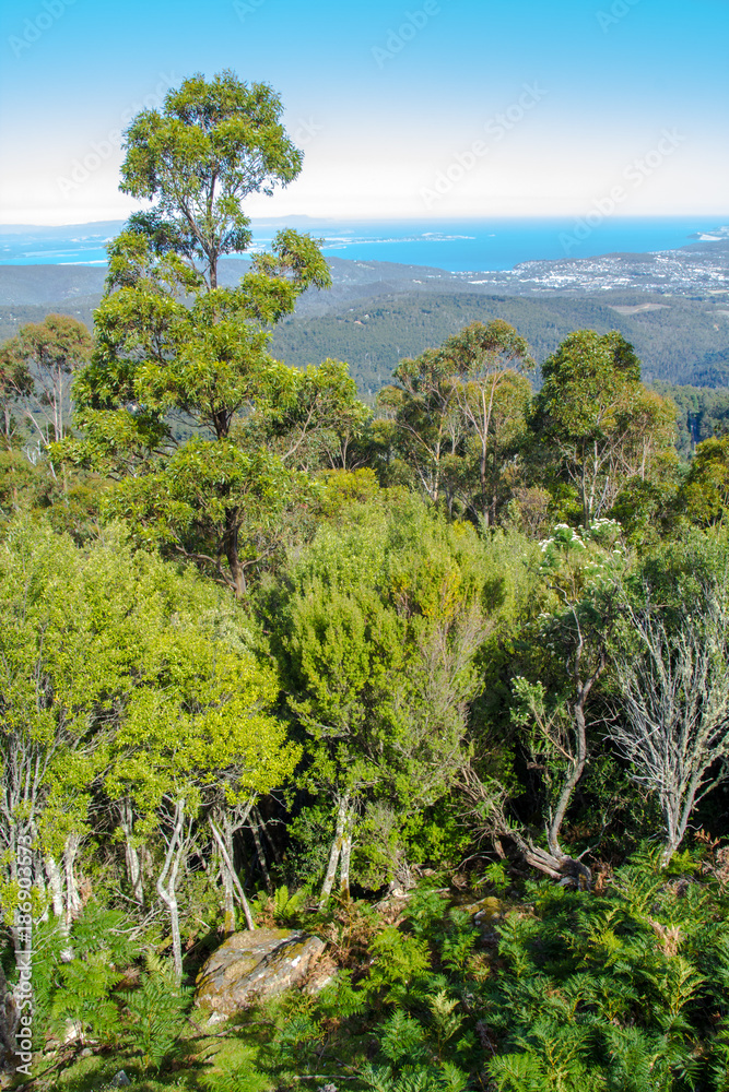 view of lowlands through mountain forest, mount wellington, Tasmania view of lowlands through mountain forest, mount wellington, Tasmania