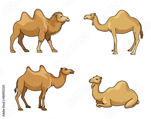 Camels - vector illustration
