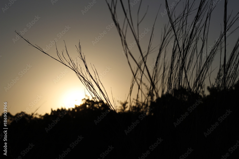 Fototapeta premium Evening Plants