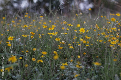 A Field of Flowers © Taytum