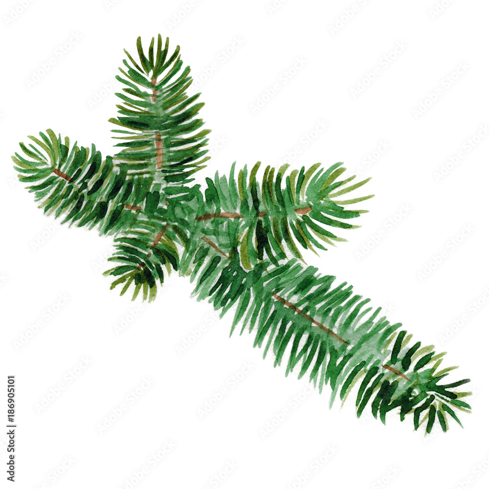Branch of pine needles hand-drawn watercolor isolated on a white background