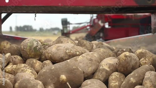 Farming equipment processing potato harvest