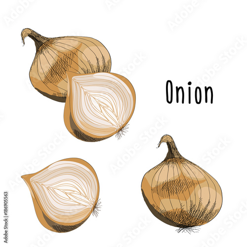 Vector illustration of Onion