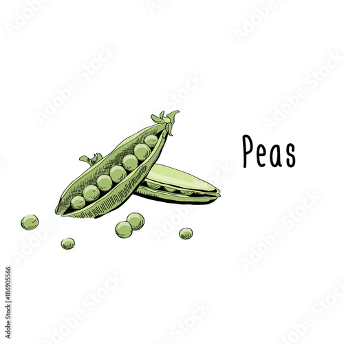 Vector illustration of Peas