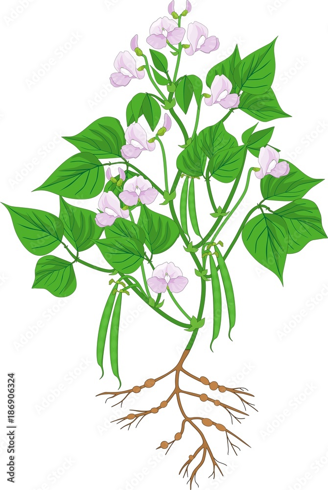 Naklejka premium Flowering bean plant with root system and pods isolated on white background