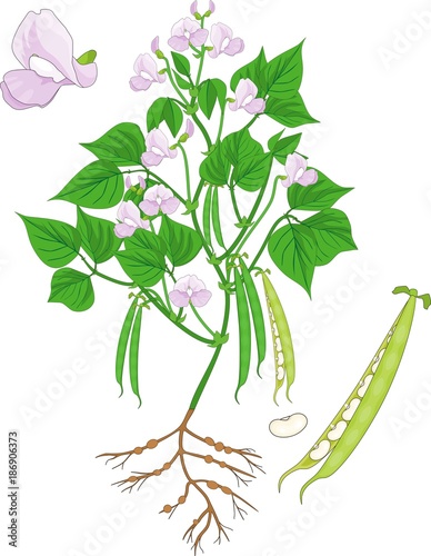 Flowering bean plant with root system and pods isolated on white background