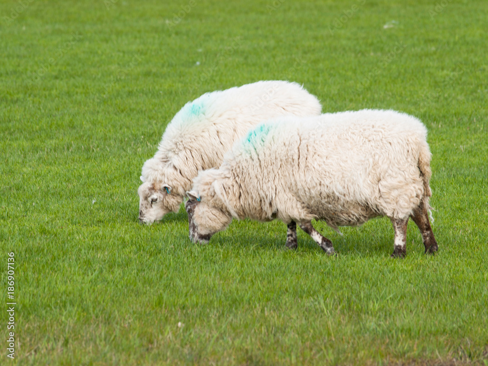 Two adult sheeps grazing on the green gras on pasture - Ovis aries Two adult sheeps grazing on the green gras on pasture - Ovis aries