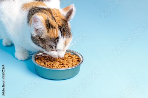 The Cory cat is appetizing eats from a plate on a blue background photo