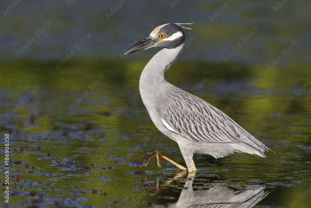 Yellow-crowned Night Heron stalking a crab in a shallow lagoon - Fort Desoto Park, Florida Yellow-crowned Night Heron stalking a crab in a shallow lagoon - Fort Desoto Park, Florida
