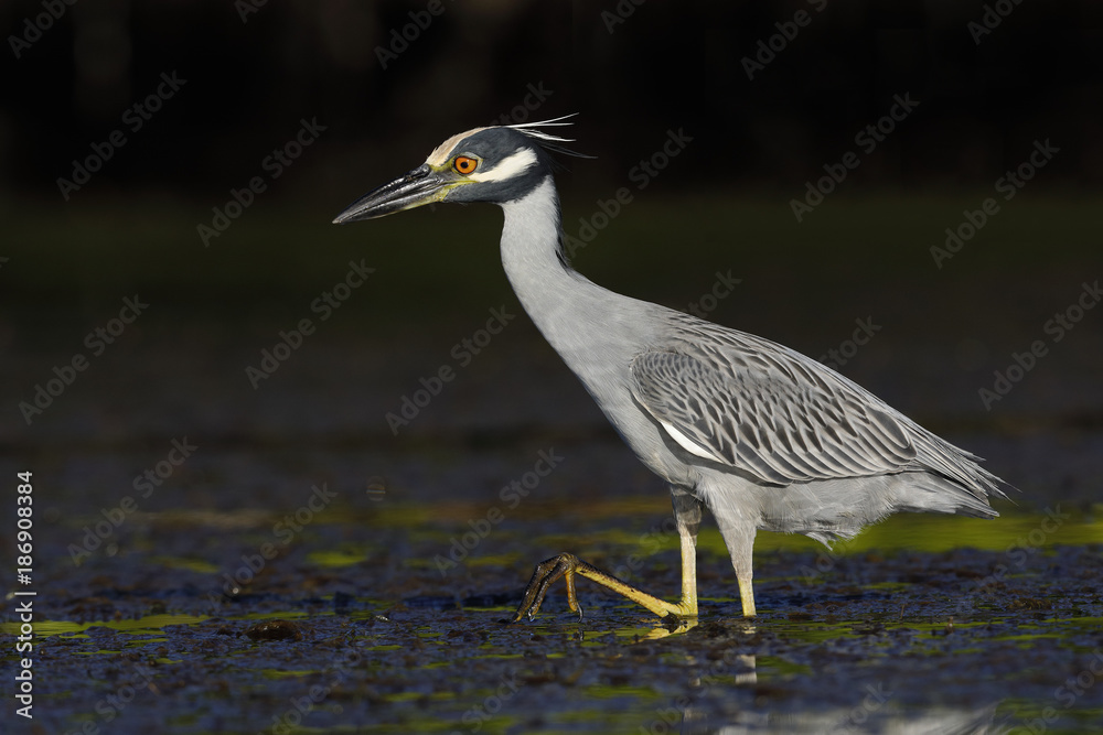Yellow-crowned Night Heron stalking a crab in a shallow lagoon - Fort Desoto Park, Florida Yellow-crowned Night Heron stalking a crab in a shallow lagoon - Fort Desoto Park, Florida