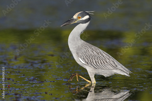 Yellow-crowned Night Heron stalking a crab in a shallow lagoon - Fort Desoto Park, Florida © Brian Lasenby