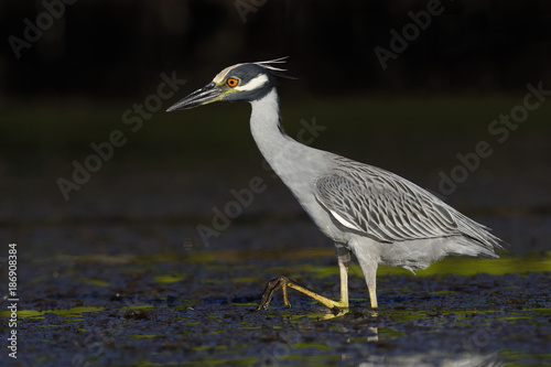 Foto Yellow-crowned Night Heron stalking a crab in a shallow lagoon - Fort Desoto Par